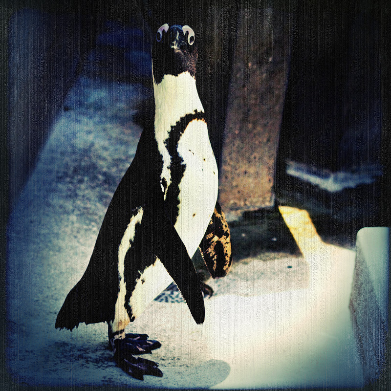~~ Mr. Pingu~~