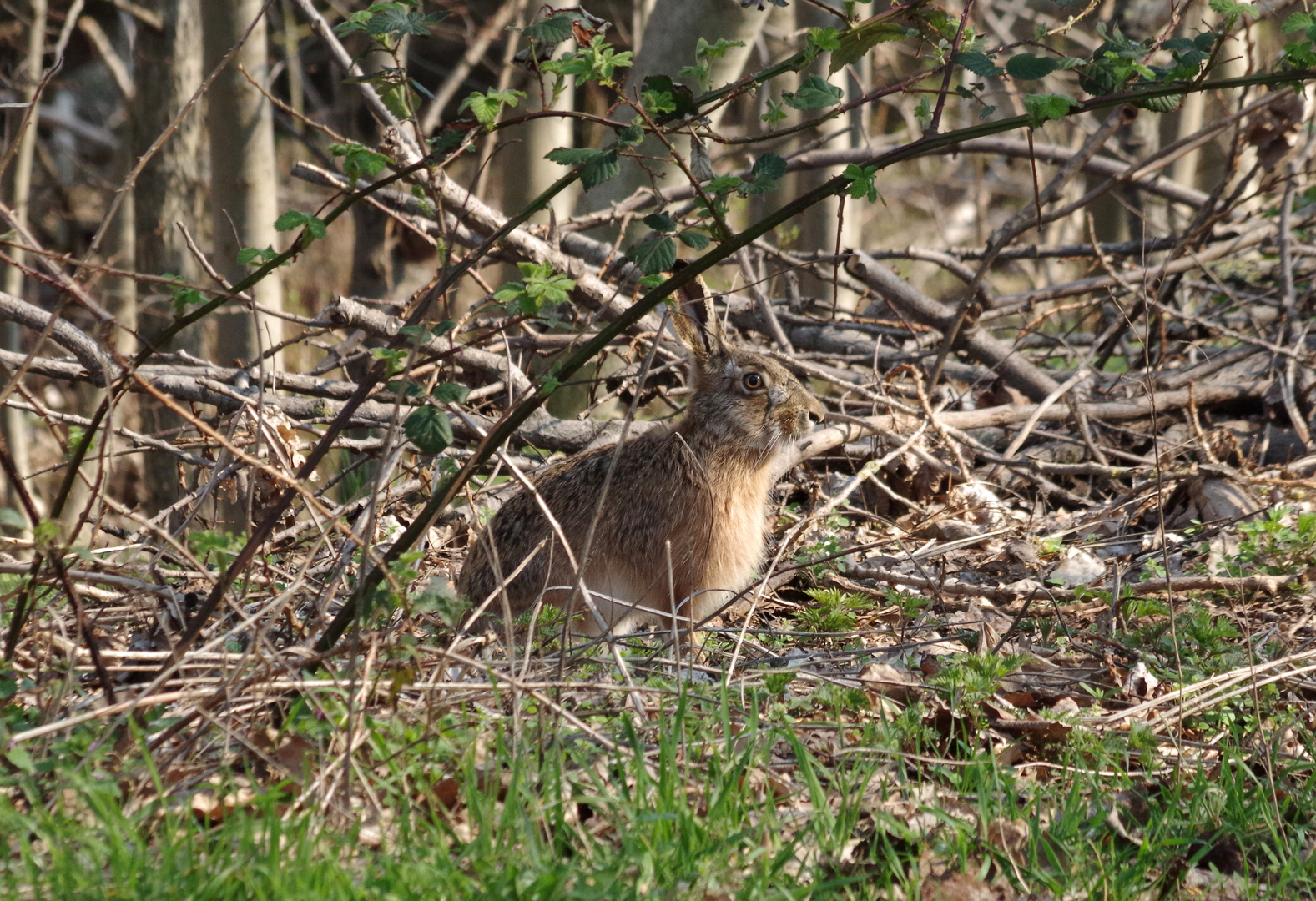 Mr. Rabbit