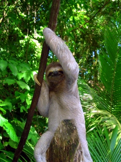 Mr Sloth ,Costa Rica