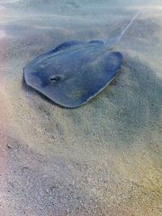 Mr. Sting Ray