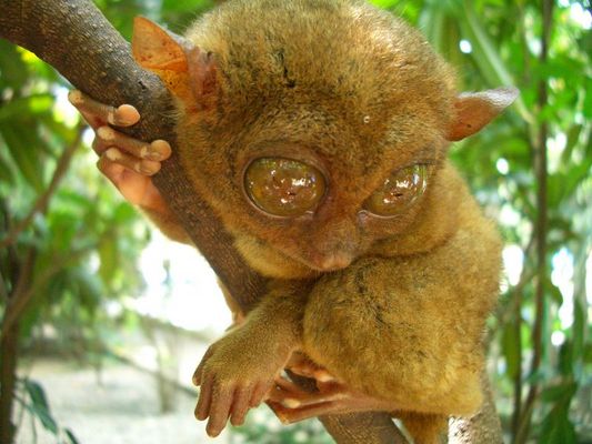 Mr. Tarsier from Bohol