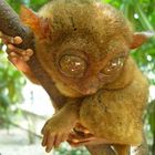 Mr. Tarsier from Bohol