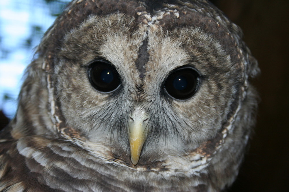 Mr. Tipping - The Barred owl