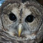 Mr. Tipping - The Barred owl