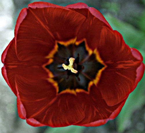 mr. tulip