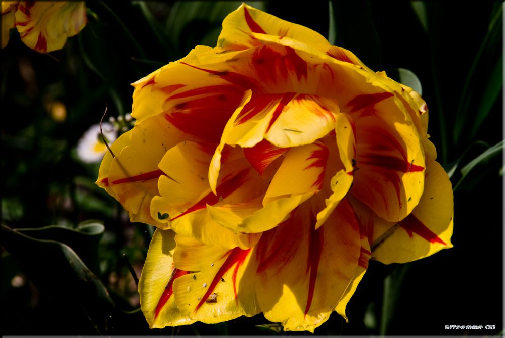 Mr tulipan 2