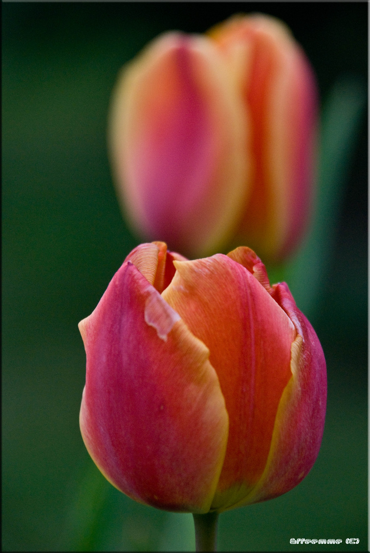 Mr tulipan 3