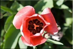 Mr tulipan