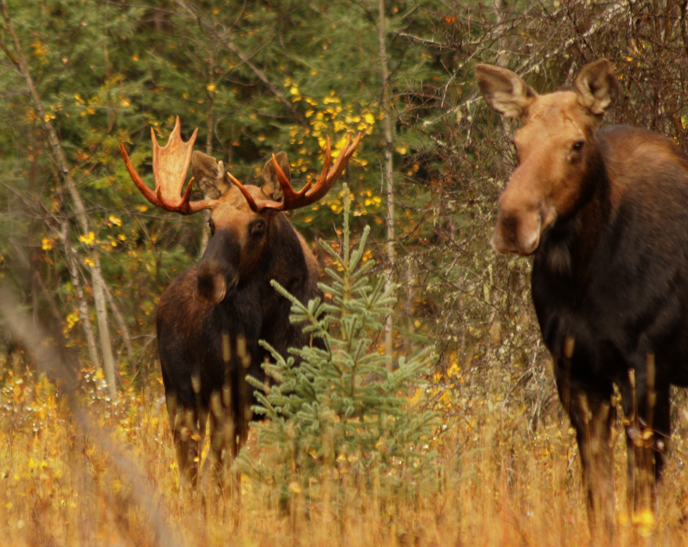 Mr. und Mrs. Moose