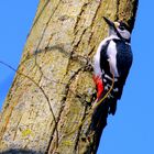 Mr. Woodpecker