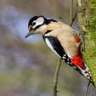 Mr. Woodpecker sondiert die Lage......