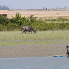 Mrauk U