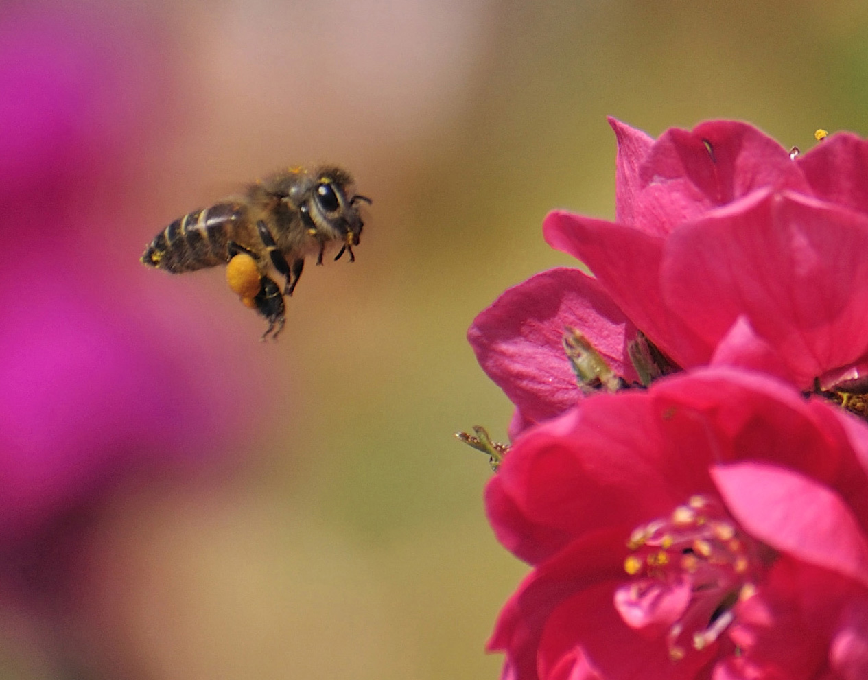 Mr.Bee & Flowers