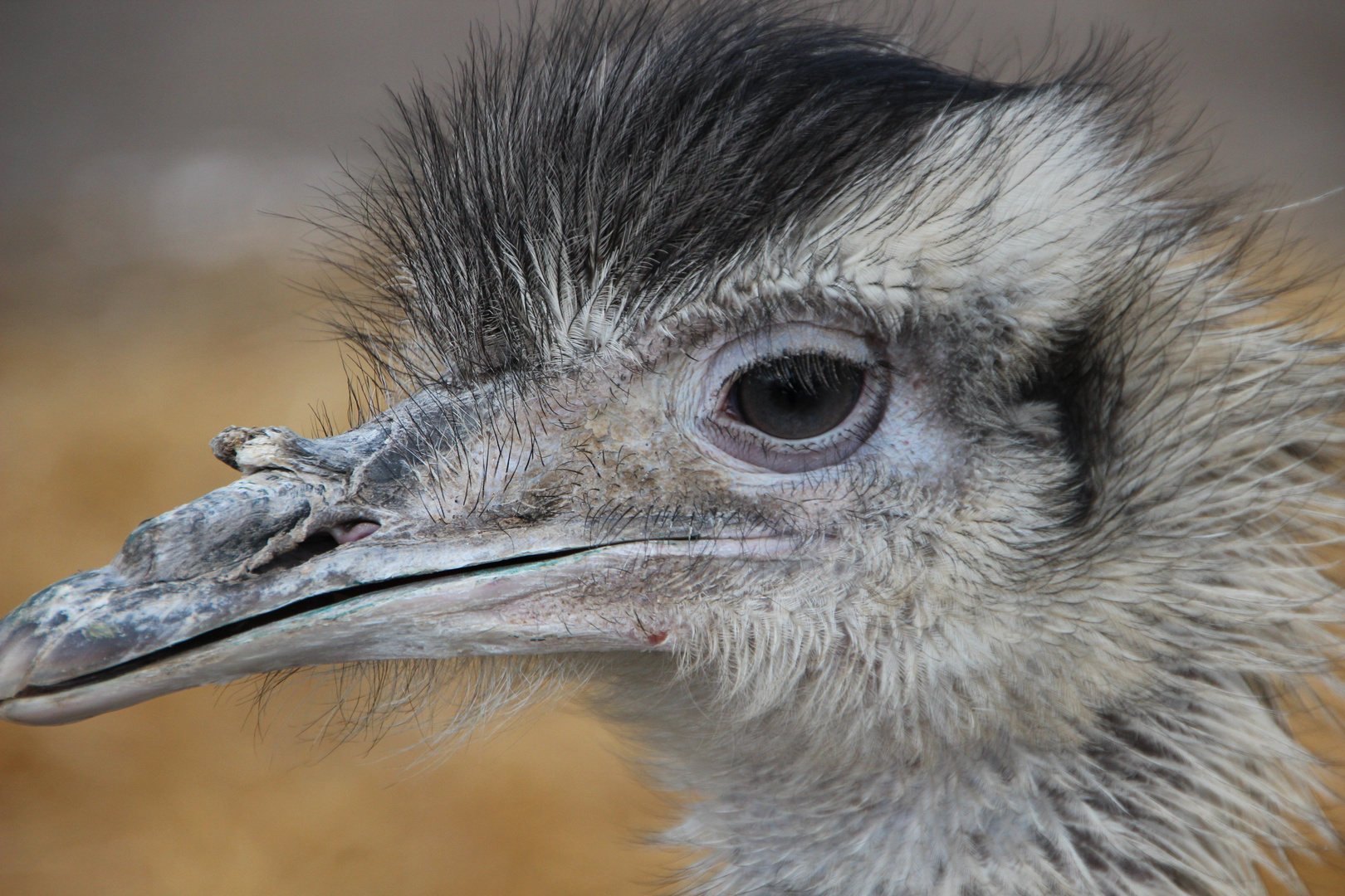 Mr.Emu