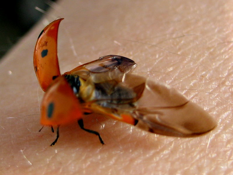 mrienkäfer im abflug