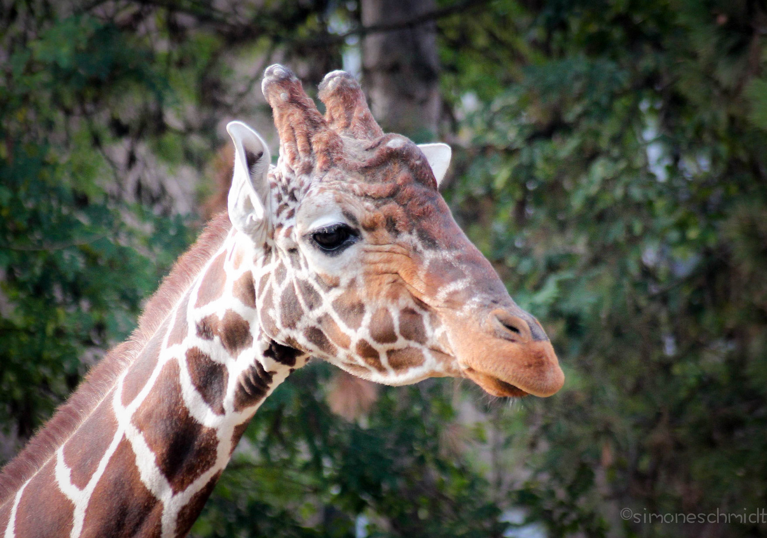 Mr.Long.Neck.