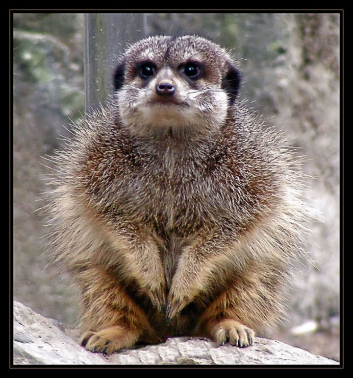 Mrmpf Wochenende Schon Wieder Vorbei Foto Bild Tiere Zoo