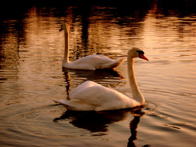 mr.&mrs. swan