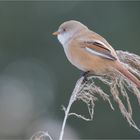 Mrs. Bearded reeding