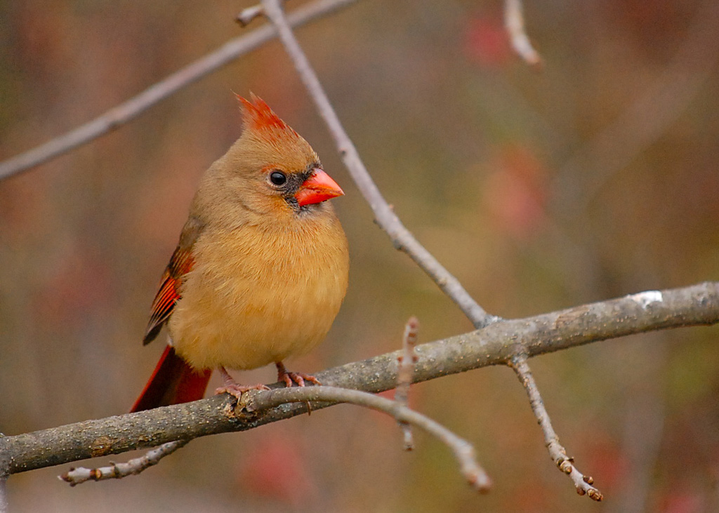 Mrs. Cardinal