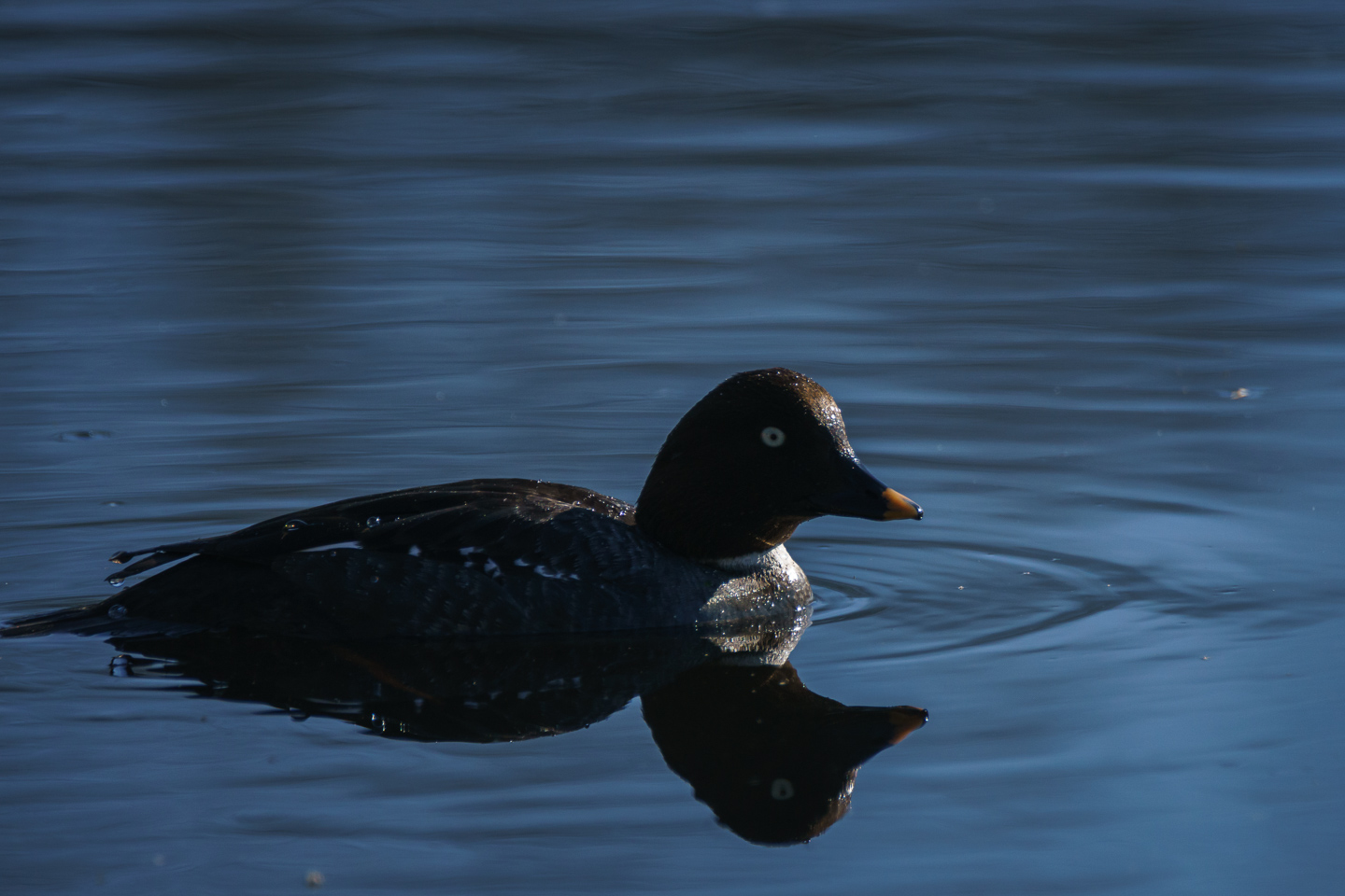 Mrs Common goldeneye