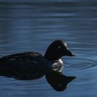 Mrs Common goldeneye