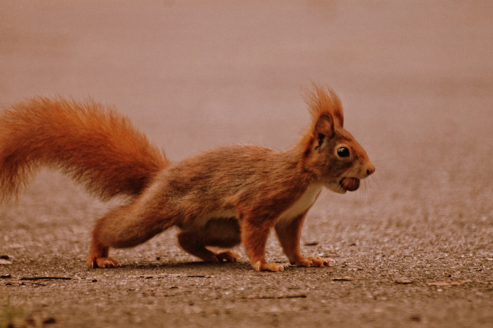 Mrs Eichhörnchen.