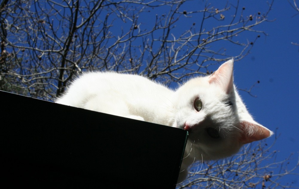 Mrs. Farthingale on the birdfeeder