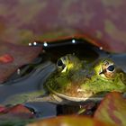 Mrs. Frog (oder wiviel Landschaft in das Auge eines Frosches passt!)