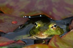 Mrs. Frog (oder wiviel Landschaft in das Auge eines Frosches passt!)