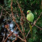 Mrs Greeny in unserem Garten