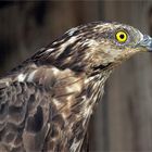 mrs. honey buzzard