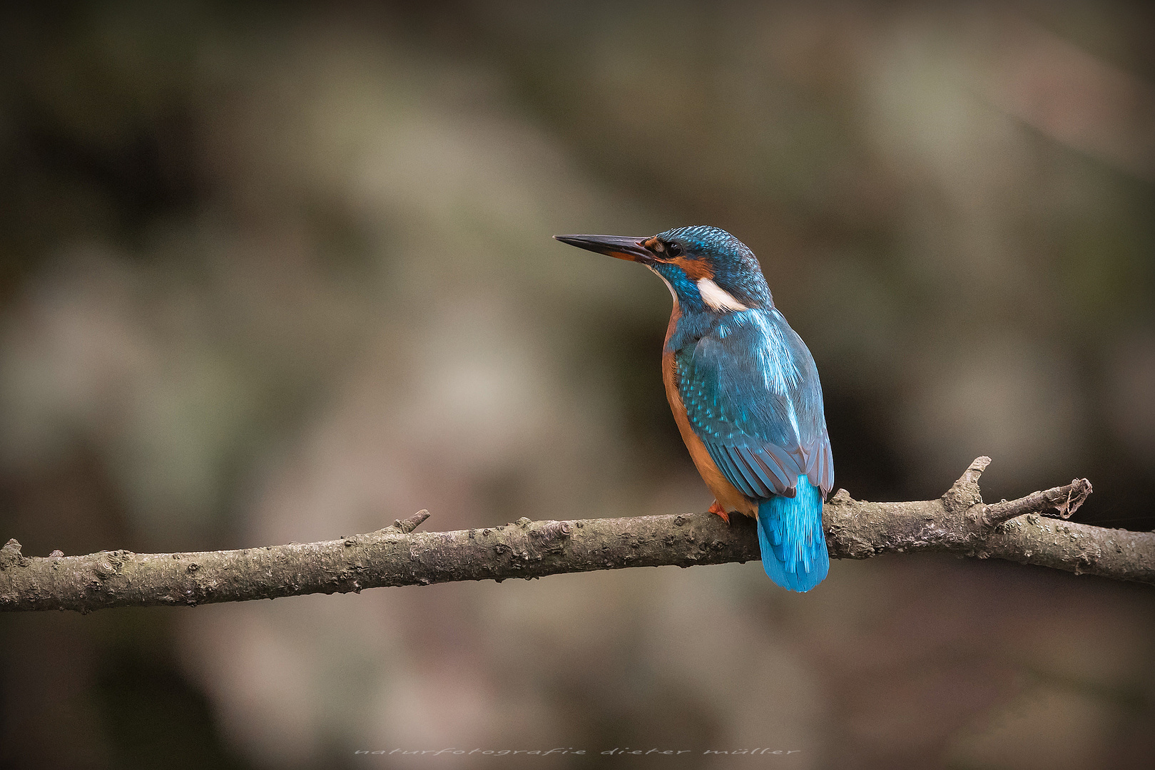 [ mrs. kingfisher ... ]