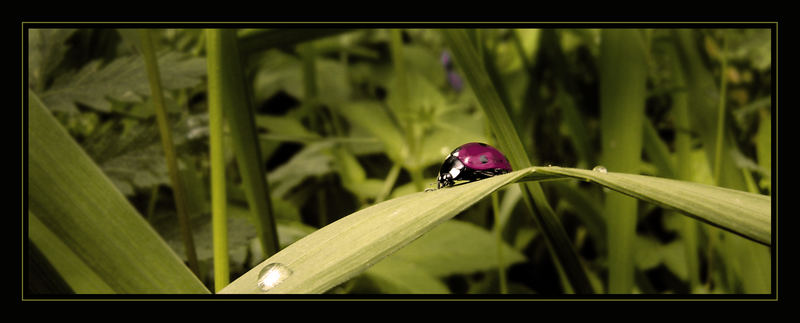 Mrs. Ladybug