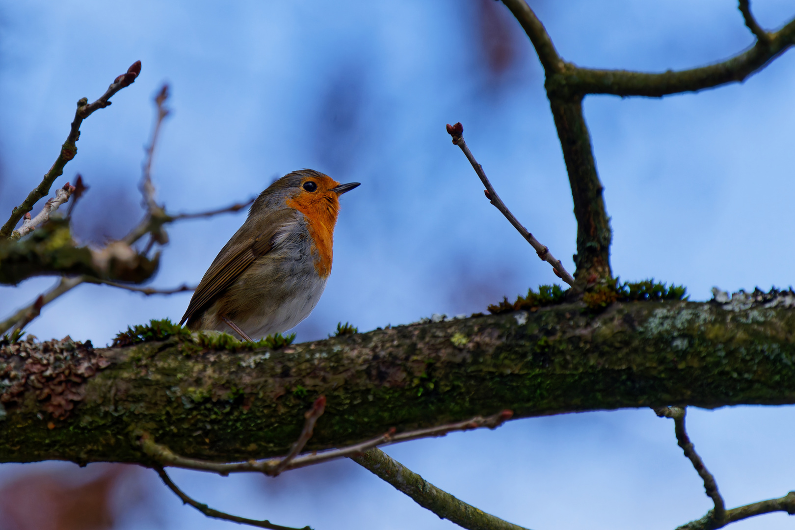 Mrs Robin (blue monday)