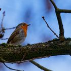 Mrs Robin (blue monday)