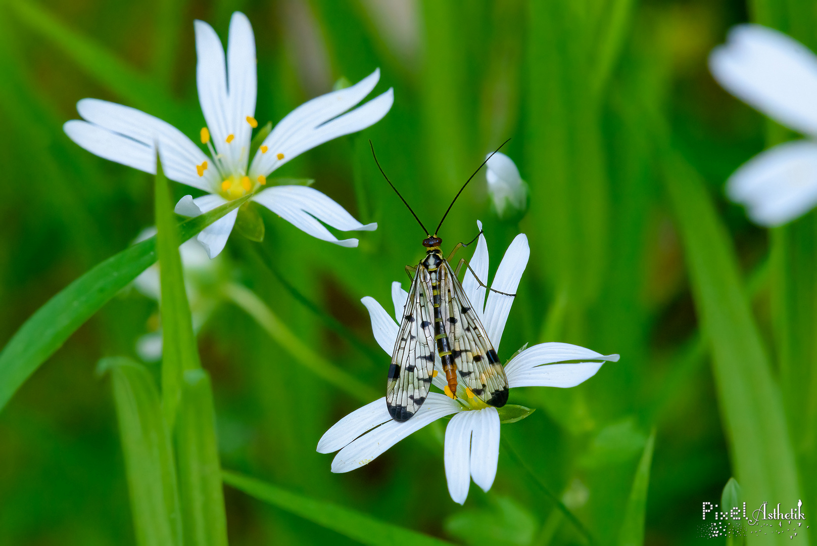 Mrs. Skorpionsfliege auf der Großen Sternmiere