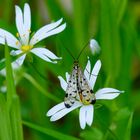 Mrs. Skorpionsfliege auf der Großen Sternmiere