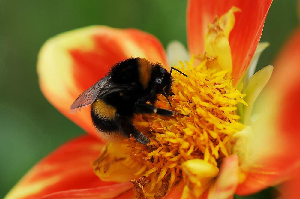 Mrs.Bumblebee, zum Diner immer schick