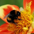 Mrs.Bumblebee, zum Diner immer schick