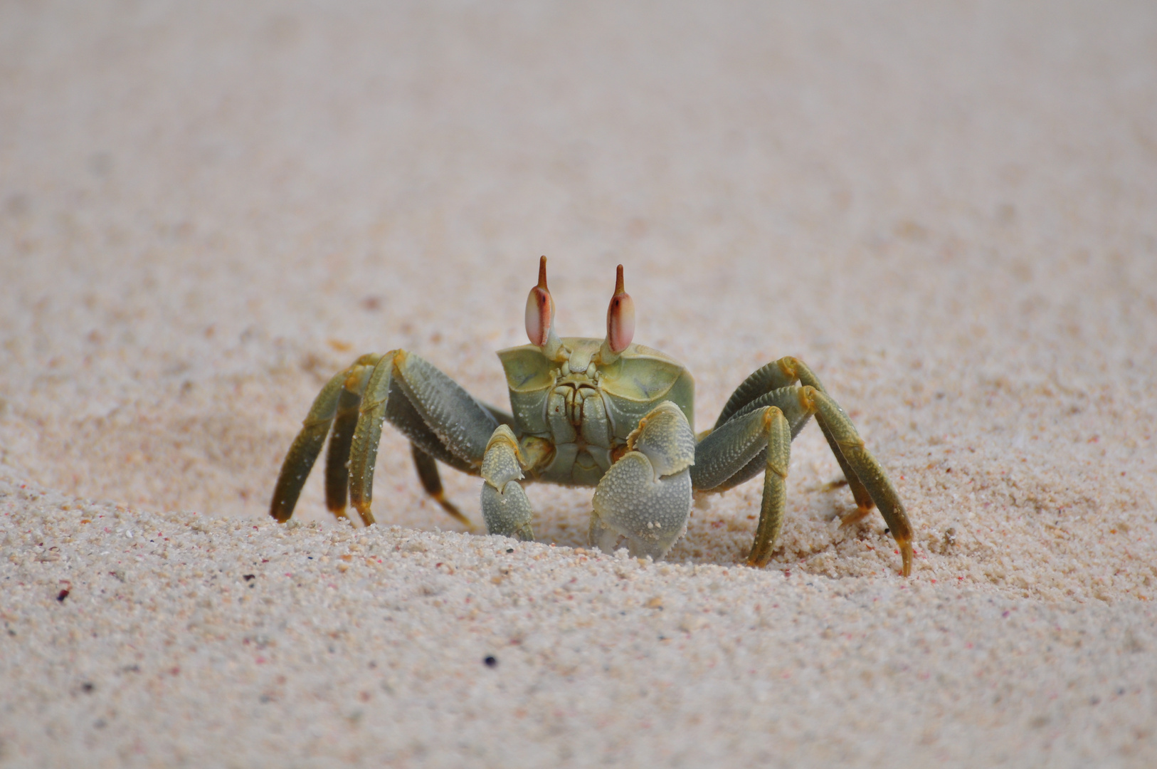 Mrs.Crab