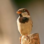 Mr.sparrow (2)