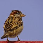 Mr.sparrow -4