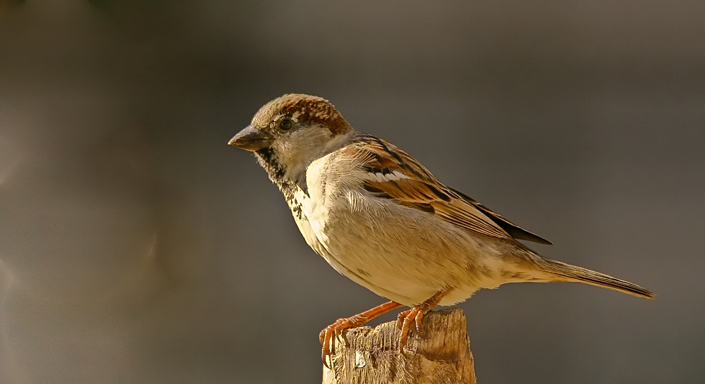 Mr.sparrow