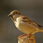 Mr.sparrow