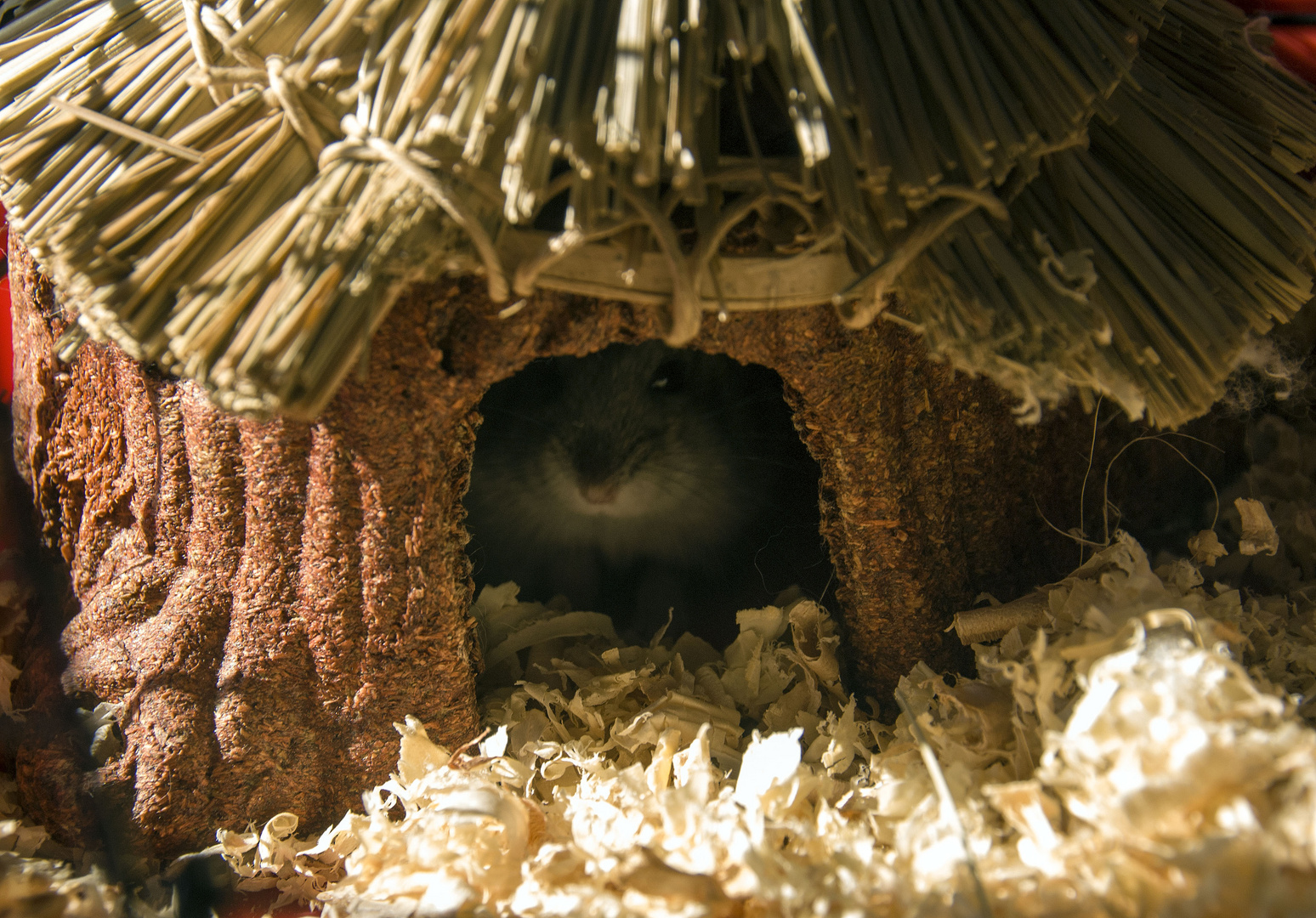 Mr.Whiskers - My Hawaiian Hamster Home