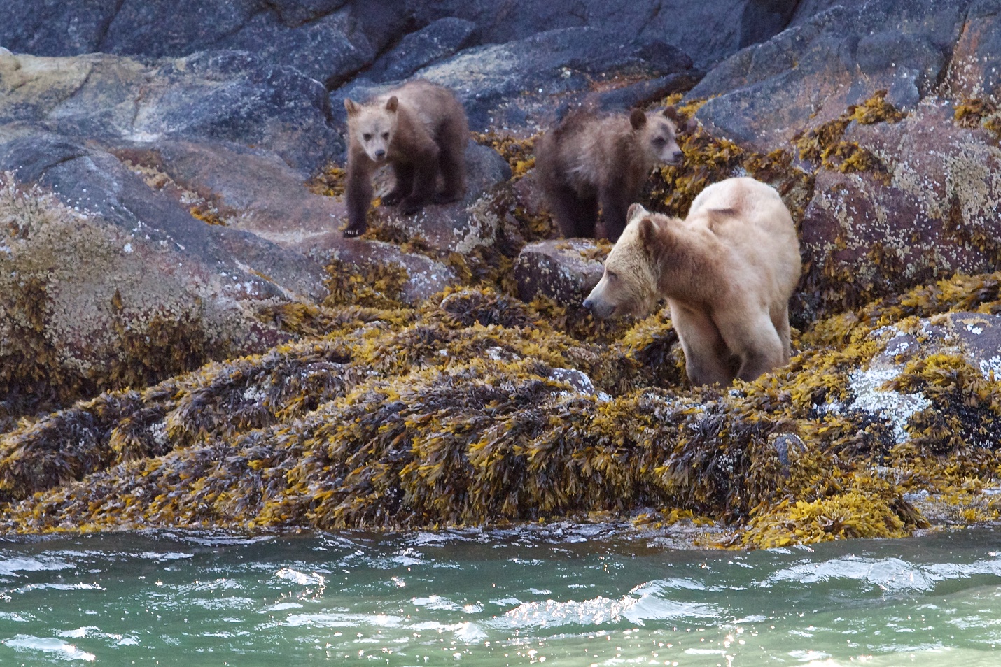 Ms. Grizzly and Cubs - Vancouver island BC Canada