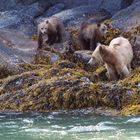 Ms. Grizzly and Cubs - Vancouver island BC Canada