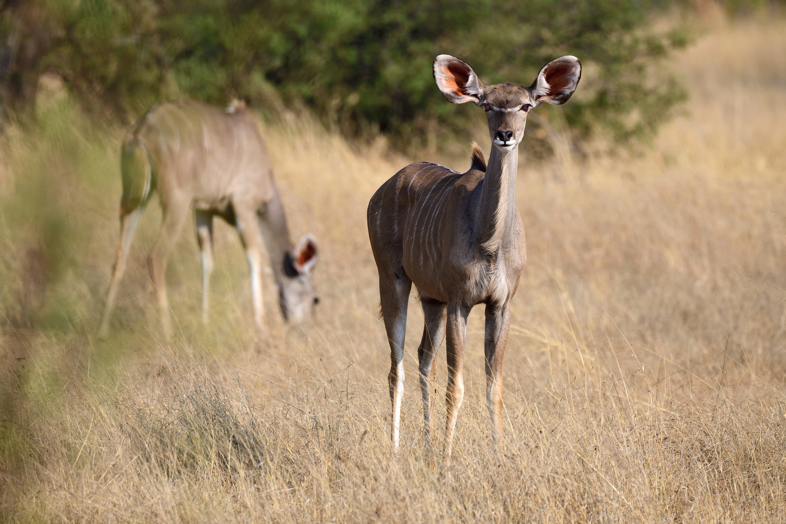 Ms. Kudu