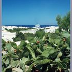 MS Navarino Mykonos 07.1978 ©